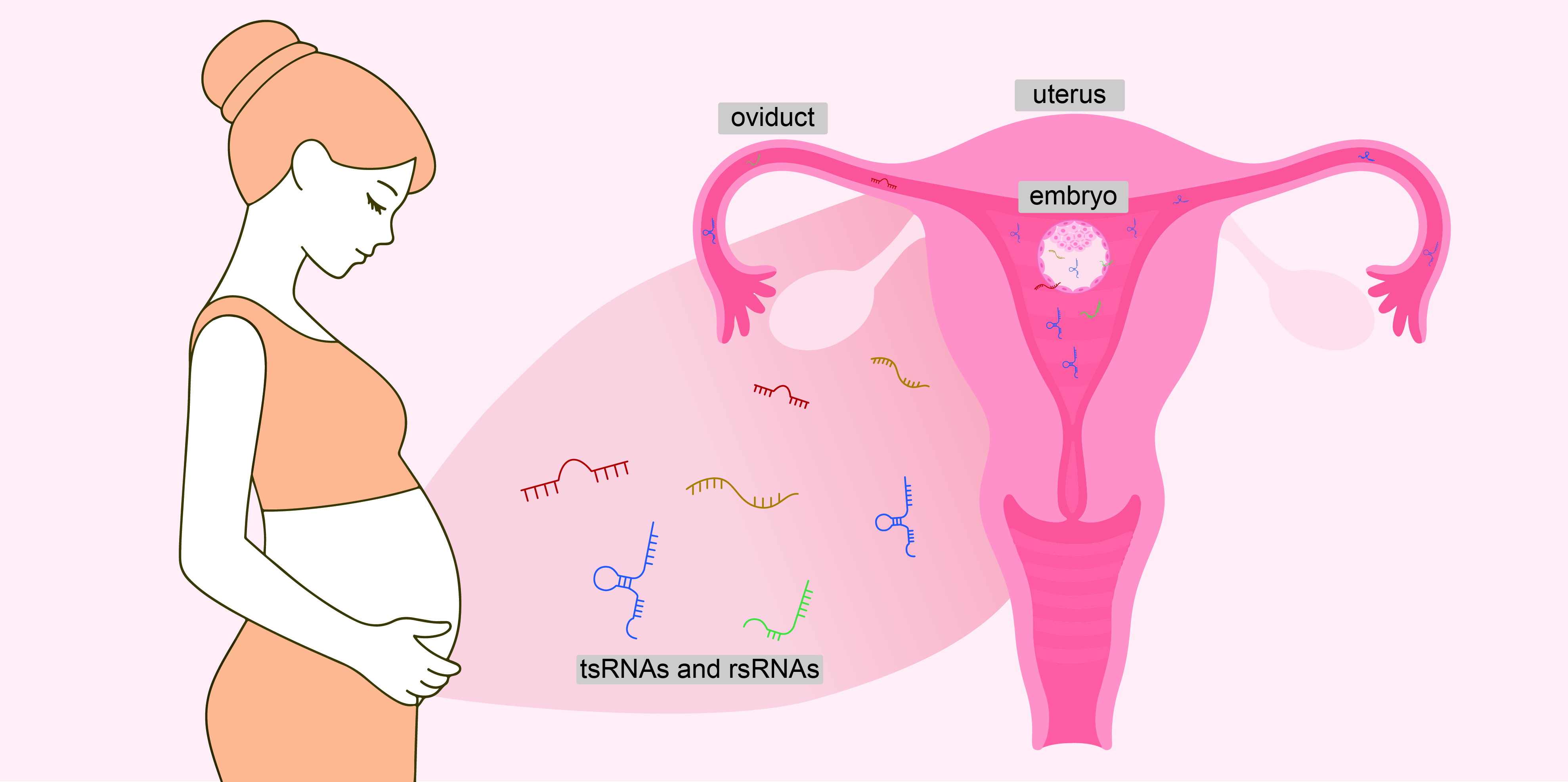 Maternal inheritance and embryo development small RNA illustration