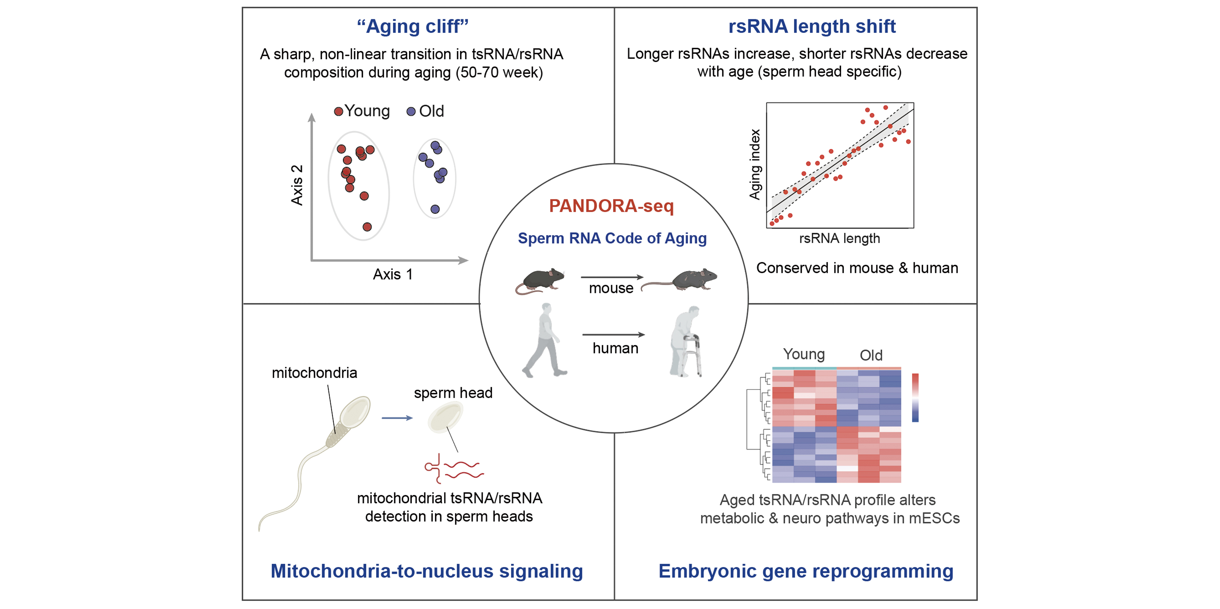 Sperm aging small RNA code illustration