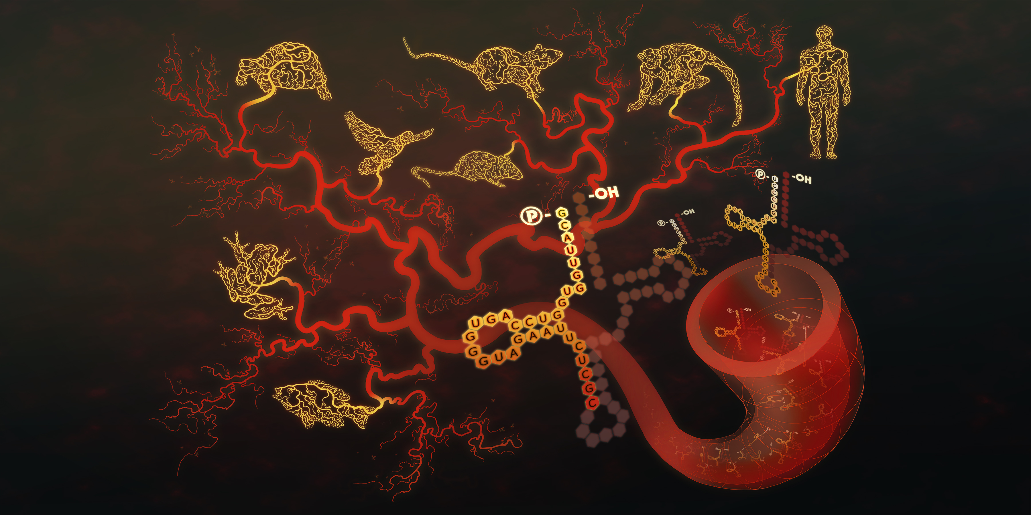 Serum tRNA-derived small RNA illustration