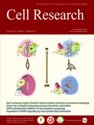 Uterine Rbpj is required for embryonic-uterine orientation and decidual remodeling via Notch pathway-independent and -dependent mechanisms