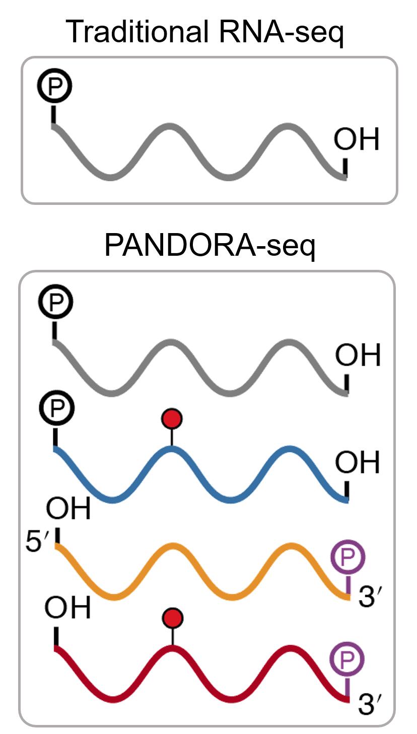 PADNORASEQcompare