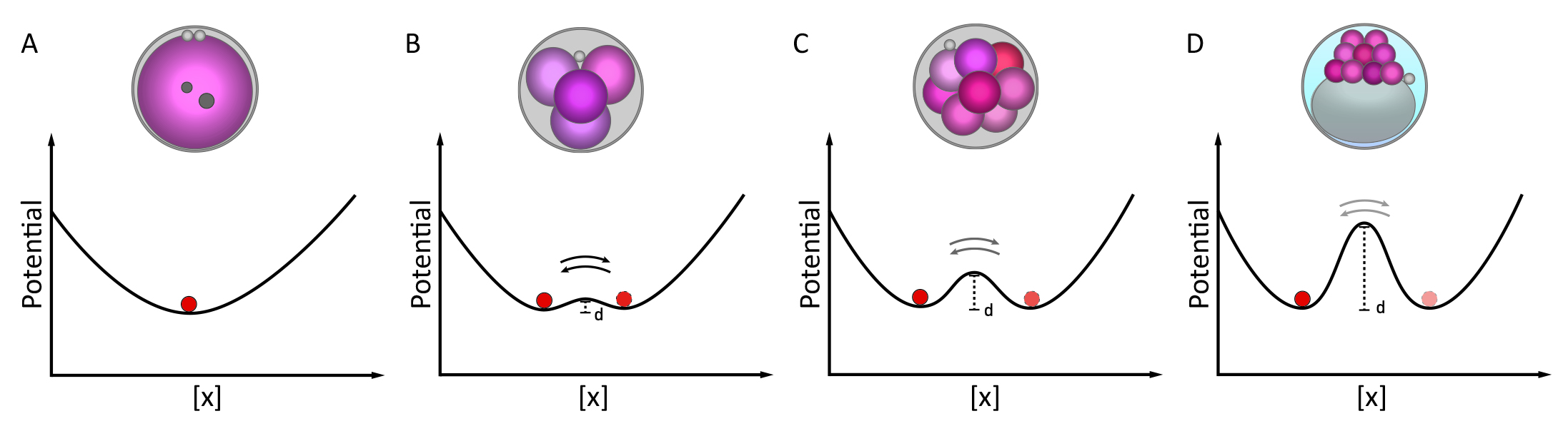 embryo symmetry breaking